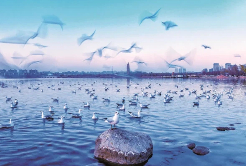 Yinchuan: A canvas of human-bird harmony