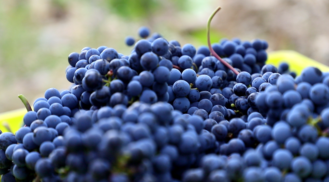 Friendship in wine-derland