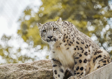 Snow leopard being restored to Helan Mountains