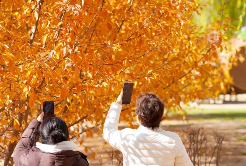 Autumn's splendor in Yinchuan's Fenghuang Park
