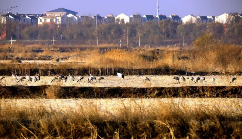 Rare red-crowned crane spotted in Ningxia