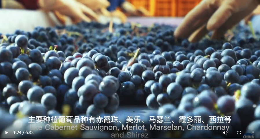 Discovering Ningxia: A winery in the foothills