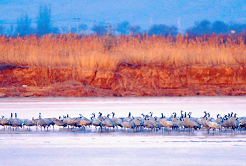 Ningxia: a paradise for birds