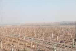 Ningxia vineyard overcomes bottleneck of grape planting in winter