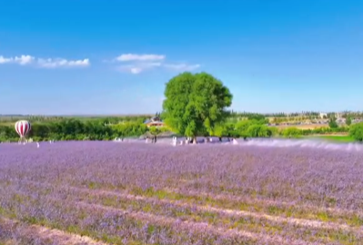 A dreamy lavender wonderland