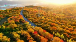 Autumn splendor: The red maple leaves of Longde