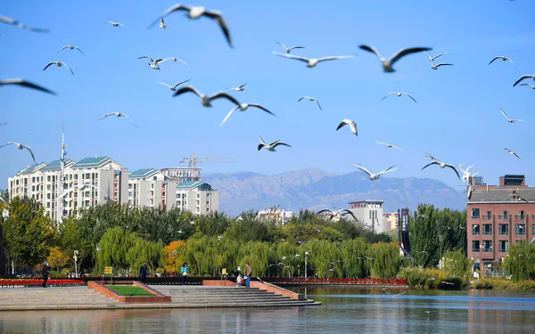 Ningxia Yinchuan takes steps to protect wetland