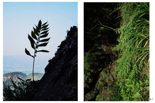 1692344469703097866.png 1692283956209_64de3434233d09087f9b50bf.png