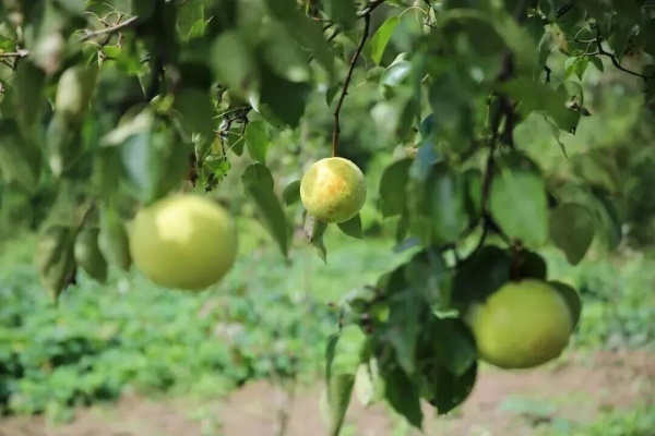 Lishui's Yunhe snow pears to make debut in EU market