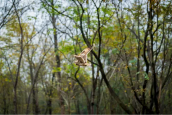 Liandu rescues 142 wild animals in 2025