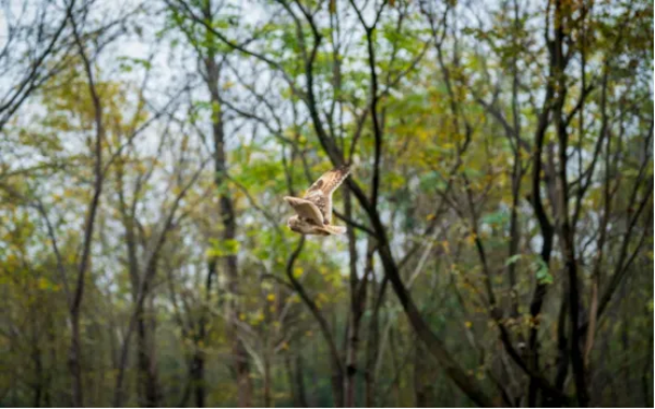 1766040962862075727.png 短耳鸮.png