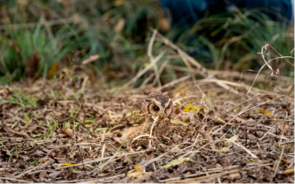 1766041008698000286.png 领角鸮.png