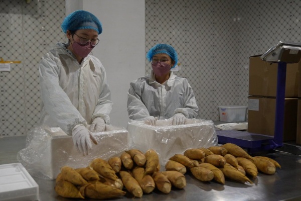 Qingtian winter bamboo shoots head to Europe