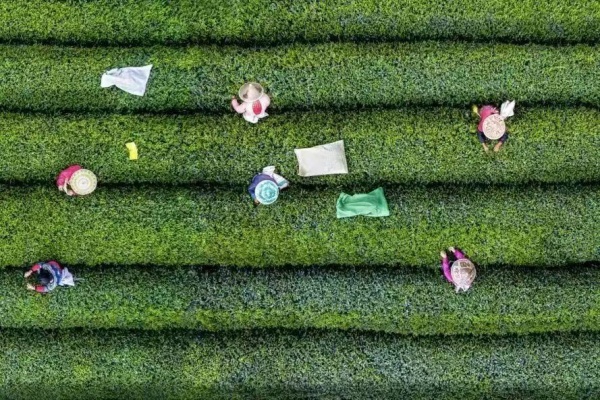 Rural vitalization relies on talent development