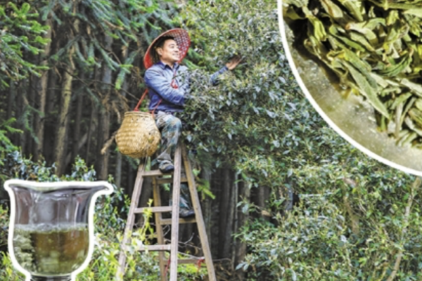 Wild tea becomes source of wealth for residents of Qingyuan