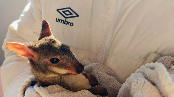 1769664711290019996.jpg jx2_副本.jpg