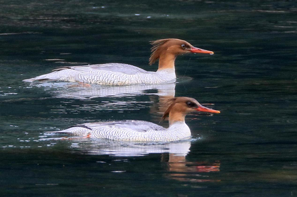 1764749425599005263.png 1-1_副本.png