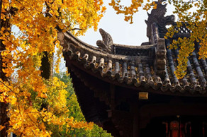Ginkgo trees adorn Quzhou with golden splendor