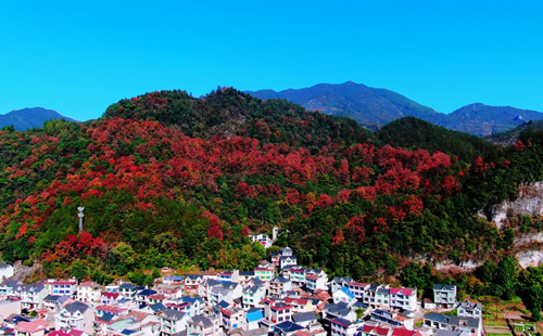 Sea of maple leaves in Quzhou