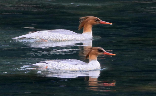 Quzhou's Kecheng district records 420 terrestrial wild vertebrate species