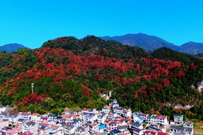 Sea of maple leaves in Quzhou