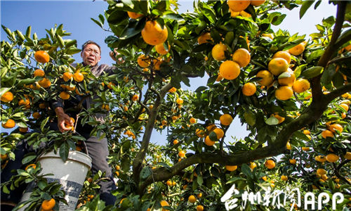 Mandarin orange plantation sweetens life