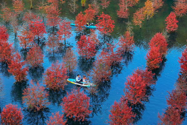 Huzhou park captivates visitors with stunning metasequoia forest