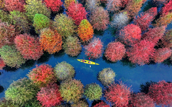 Stunning metasequoia forest in Huzhou
