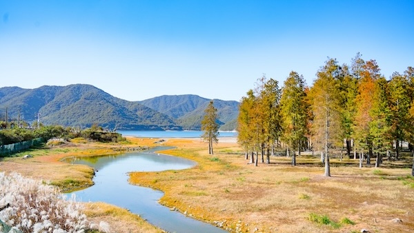Autumn beauty draws crowds to Ningbo's Taibai Lake forest