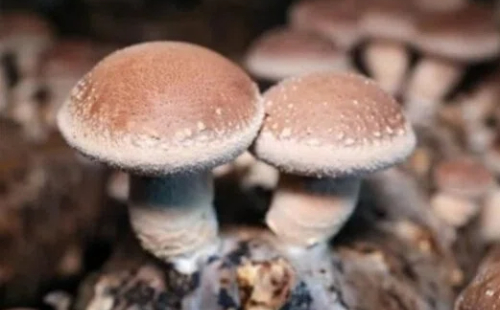 New mushroom cultivation model in Jinhua boosts common prosperity