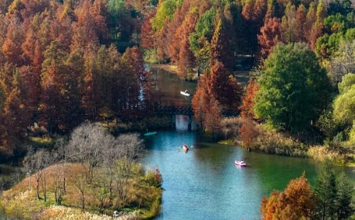 Autumn colors peak at Ningbo Botanical Garden