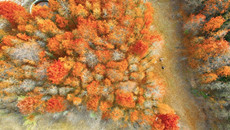 Dawn redwood forest in Zhoushan dazzles with winter hues