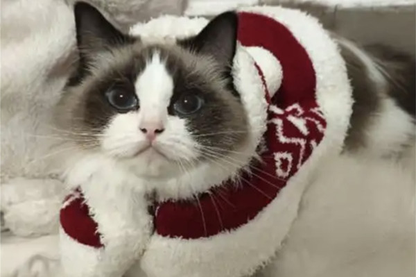 Huzhou childrenswear companies venture into new markets