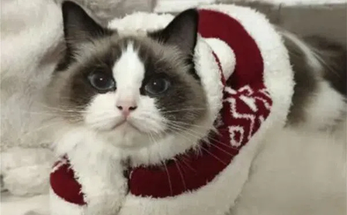 Huzhou childrenswear companies venture into new markets