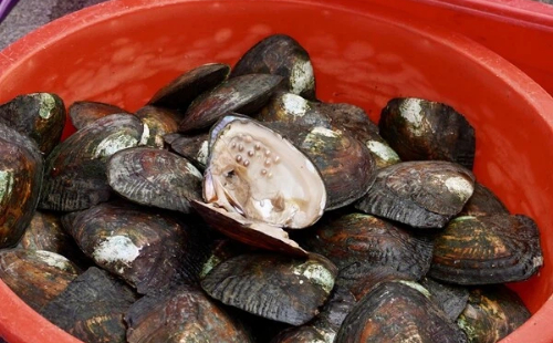 Shaoxing releases first provincial group standard for freshwater pearl industry