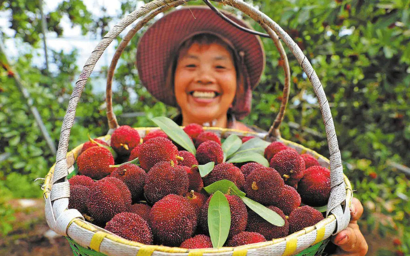 4,500-yr-old yangmei tree branches found