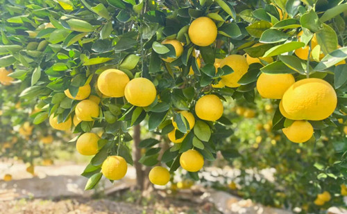 Changshan Huyou: A unique specialty of Quzhou