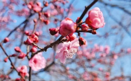 A symphony of plum blossoms unfolds in Jinhua