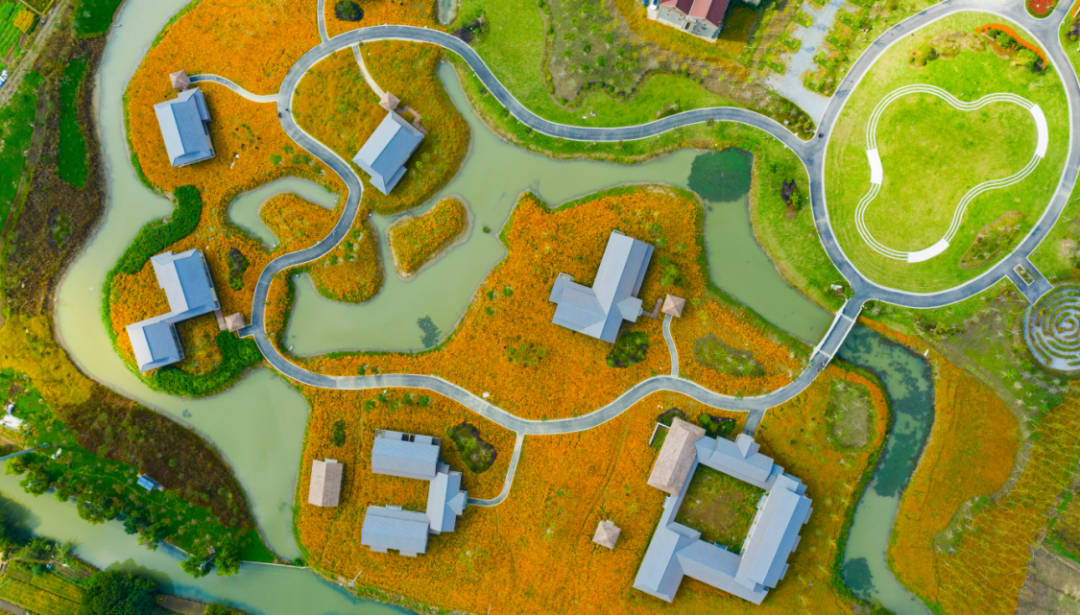 Moth orchids gain popularity in Jiaxing