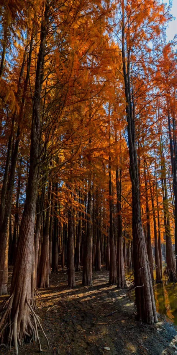 红杉.jpg