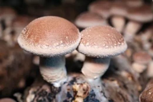 New mushroom cultivation model in Jinhua boosts common prosperity