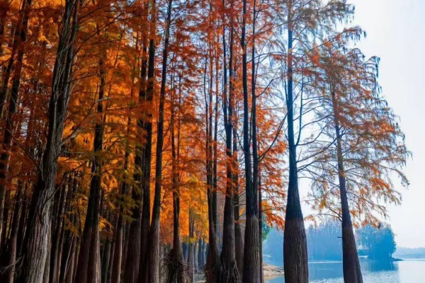 Metasequoias light up Lanxi's Dongfeng Reservoir