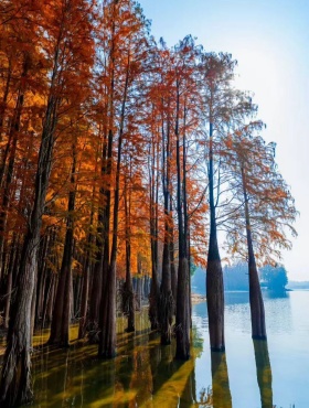 Metasequoias light up Lanxi's Dongfeng Reservoir