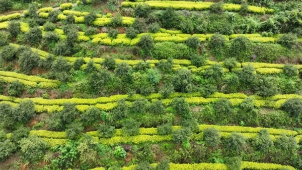 1765348541762092458.jpg 1.jpg