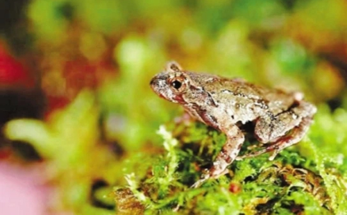 Zhejiang strengthens protection of wildlife and plant resources