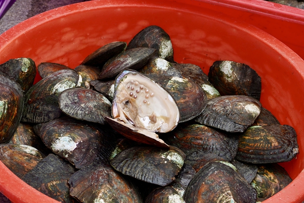 Shaoxing releases first provincial group standard for freshwater pearl industry