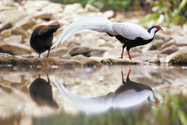 BBC documentary captures Guangdong's wild side