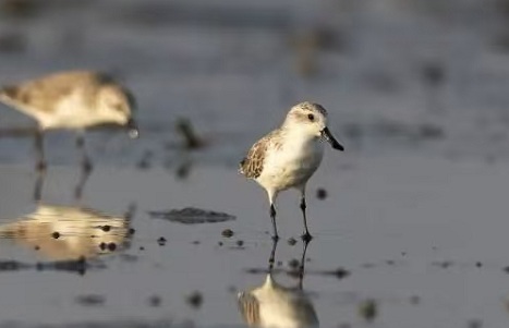 Record 300,000 migratory birds flock to Guangdong's wetlands