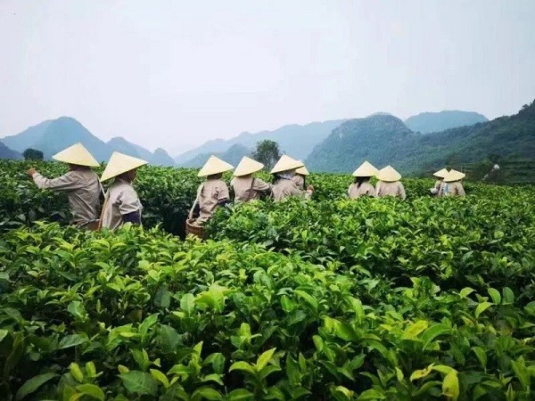 Tea farmers pick tea in the tea plantation..jpg