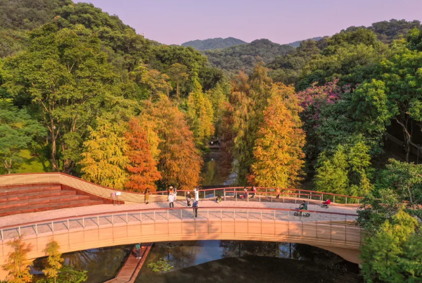 Bald cypress trees paint Guangzhou in warm hues